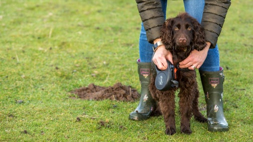 Dog walking at Kedleston Hall, Derbyshire